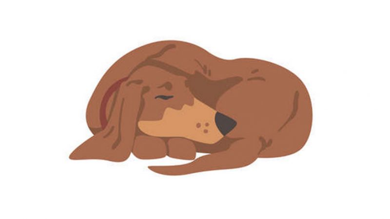 Le caratteristiche e la gestione del Cane anziano