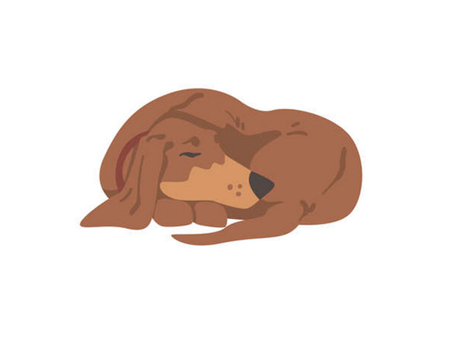 Le caratteristiche e la gestione del Cane anziano