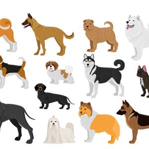 Come scegliere il Cane, i fattori da considerare
