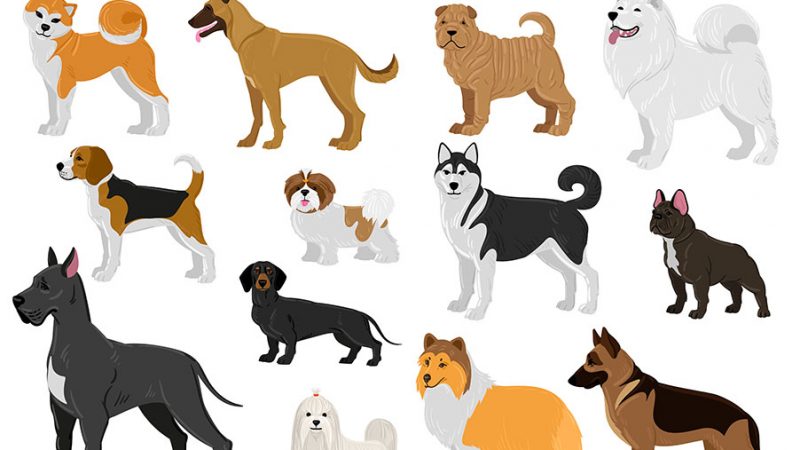 Come scegliere il Cane, i fattori da considerare
