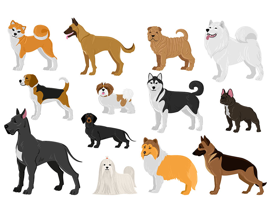 Come scegliere il Cane, i fattori da considerare