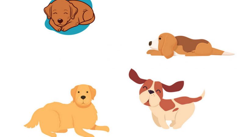 Come gestire al meglio la convivenza tra più Cani