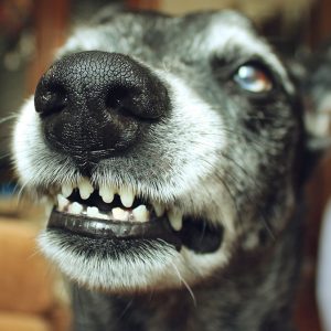 Perchè il Cane ringhia e perchè è da apprezzare