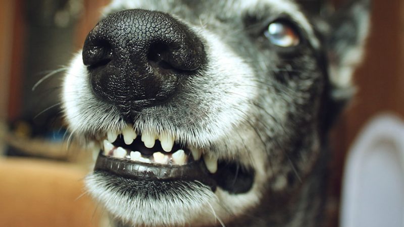 Perchè il Cane ringhia e perchè è da apprezzare