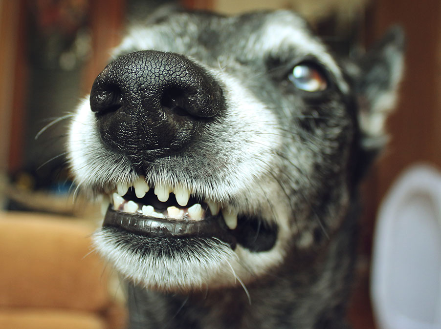 Perchè il Cane ringhia e perchè è da apprezzare