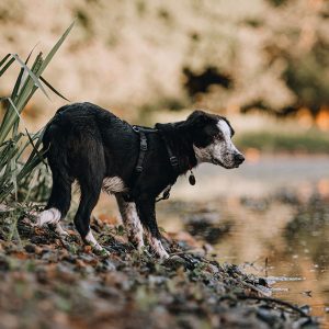 L’asse intestino-cervello e il benessere del Cane
