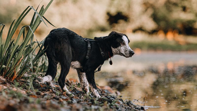 L’asse intestino-cervello e il benessere del Cane