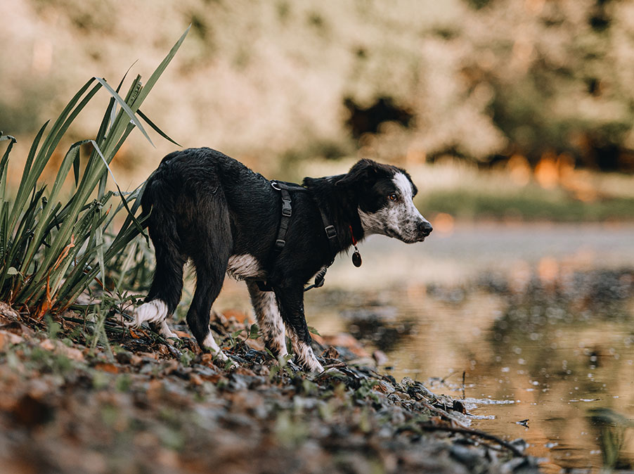 L’asse intestino-cervello e il benessere del Cane