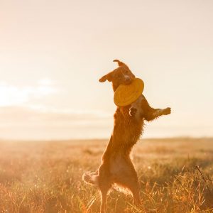 Quali Cani sono meno impegnativi e altre domande