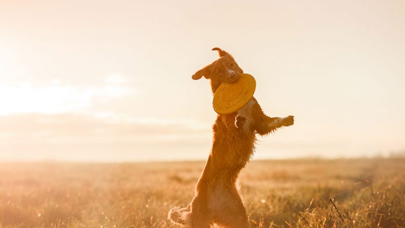 Quali Cani sono meno impegnativi e altre domande