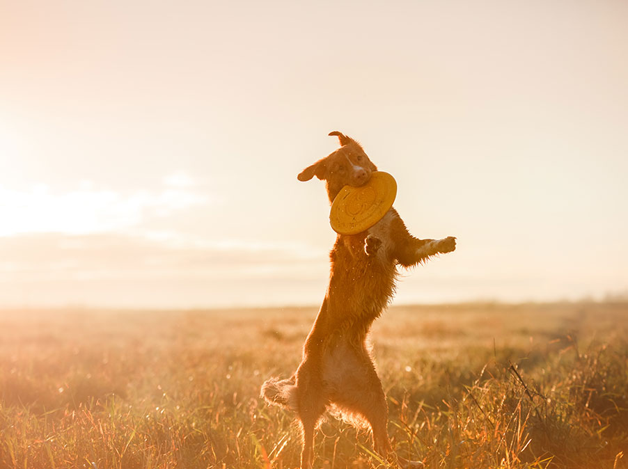 Quali Cani sono meno impegnativi e altre domande