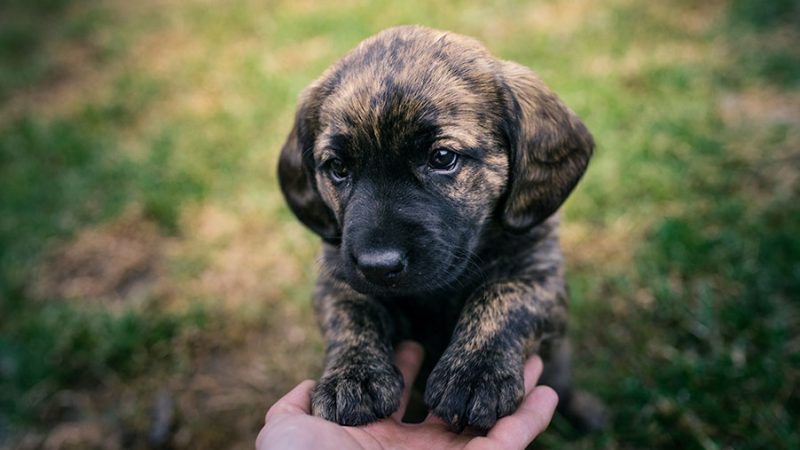Caratteristiche ed esigenze del cucciolo di Cane