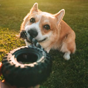 La frustrazione nel Cane: riconoscerla e gestirla