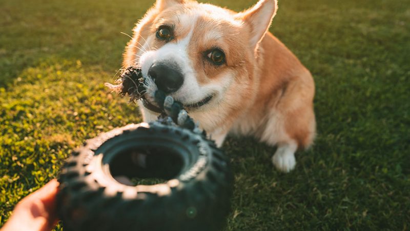 La frustrazione nel Cane: riconoscerla e gestirla