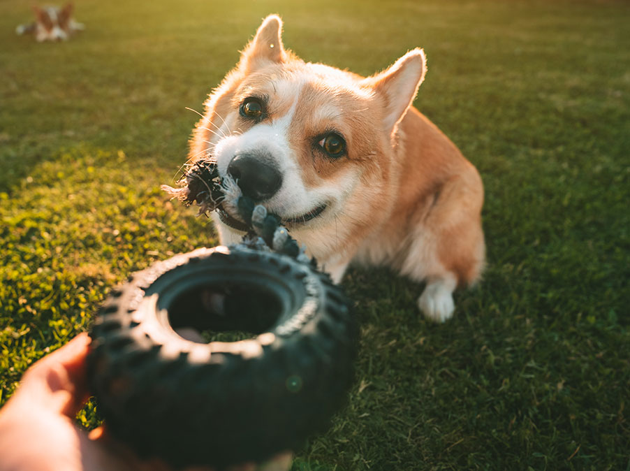 La frustrazione nel Cane: riconoscerla e gestirla