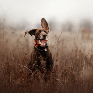 Il legame tra genetica e comportamento nel Cane