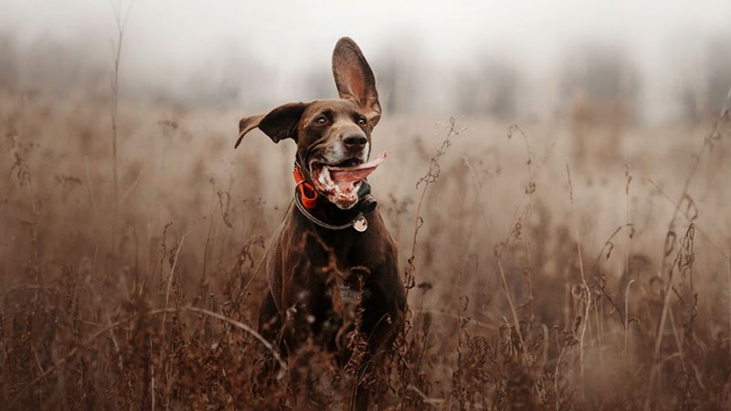Il legame tra genetica e comportamento nel Cane