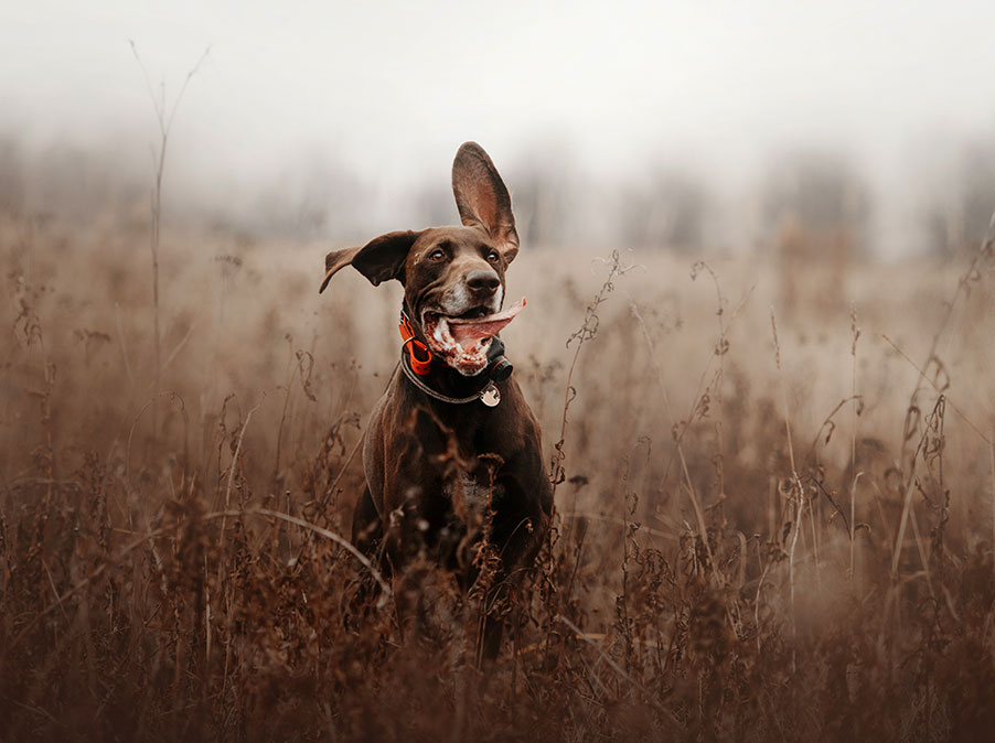 Il legame tra genetica e comportamento nel Cane