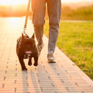 Perchè il Cane tira al guinzaglio e cosa fare