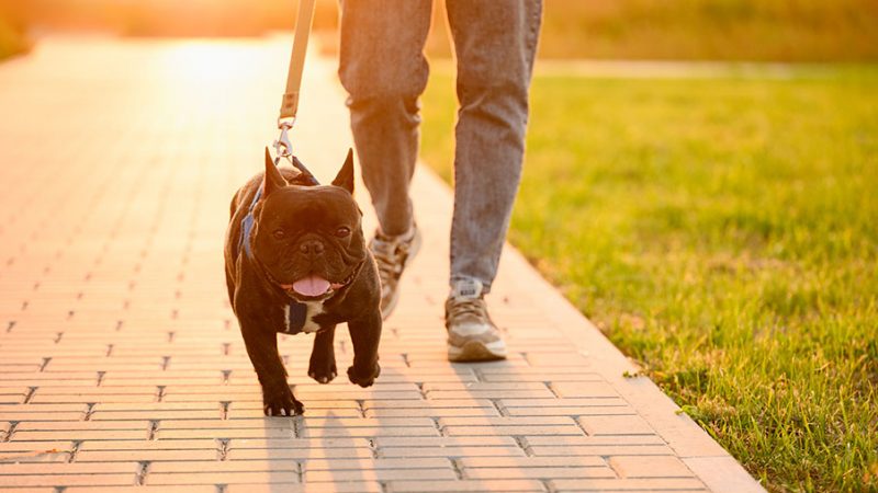 Perchè il Cane tira al guinzaglio e cosa fare
