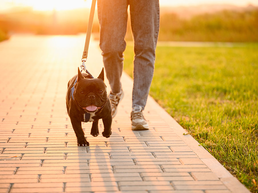 Perchè il Cane tira al guinzaglio e cosa fare