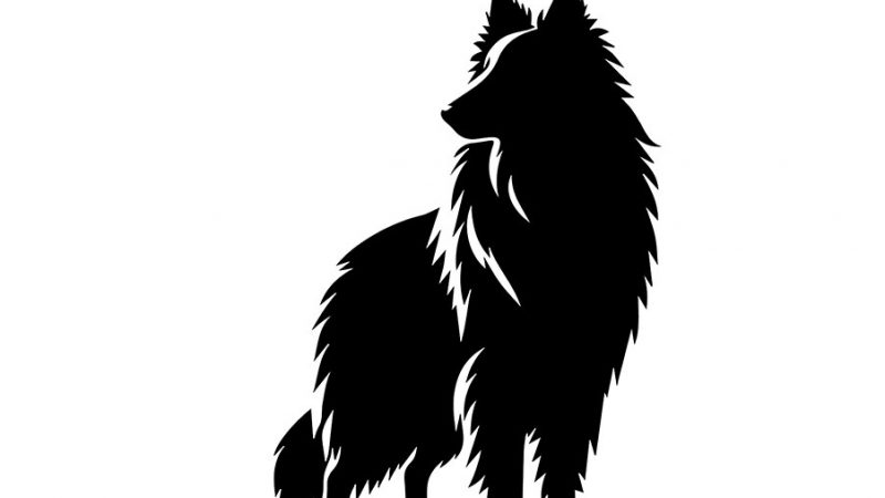 Perchè usare il rinforzo positivo e il metodo cognitivo