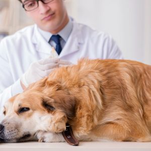 Cosa fare quando il Cane viene morso