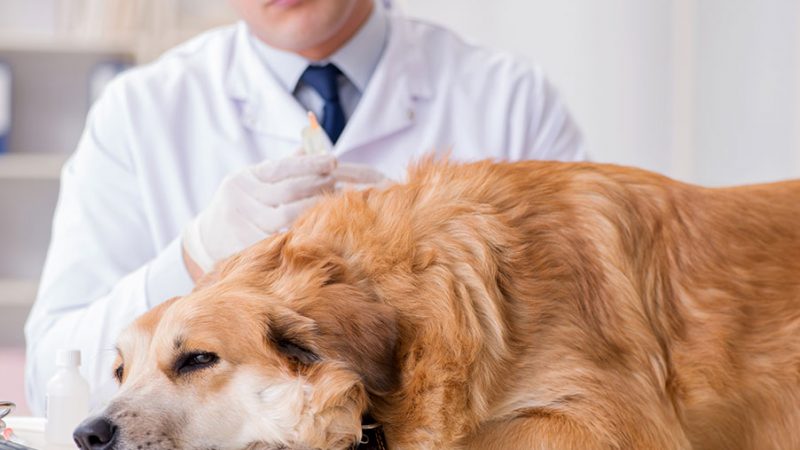 Cosa fare quando il Cane viene morso