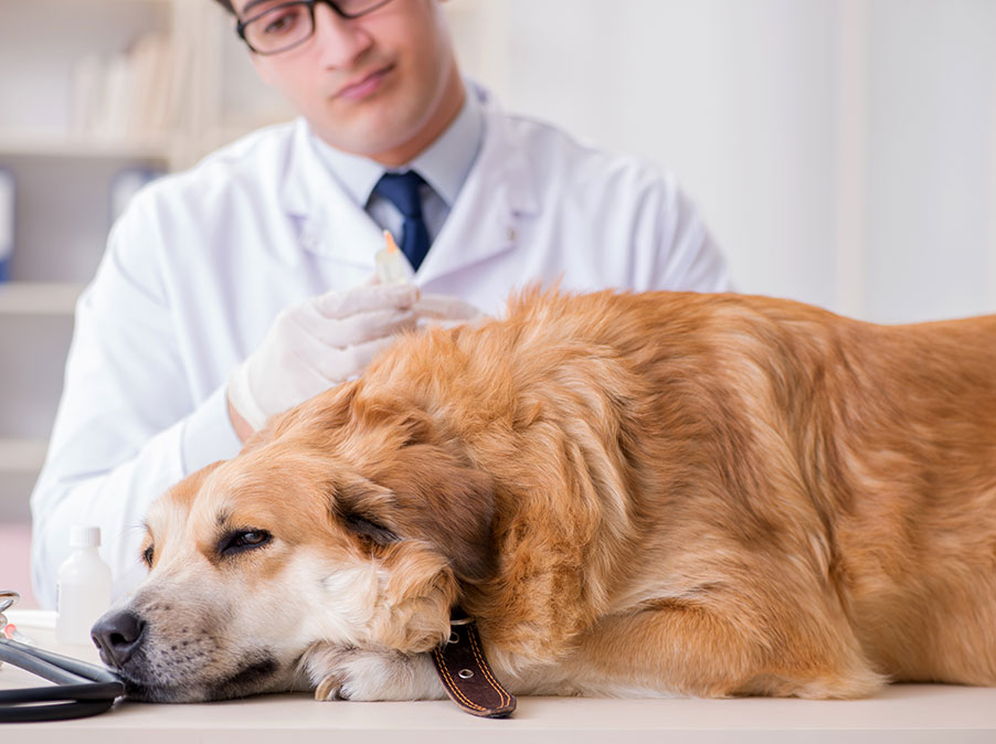 Cosa fare quando il Cane viene morso