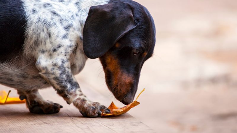 Cani: i benefici fisici, cognitivi e mentali delle attività olfattive