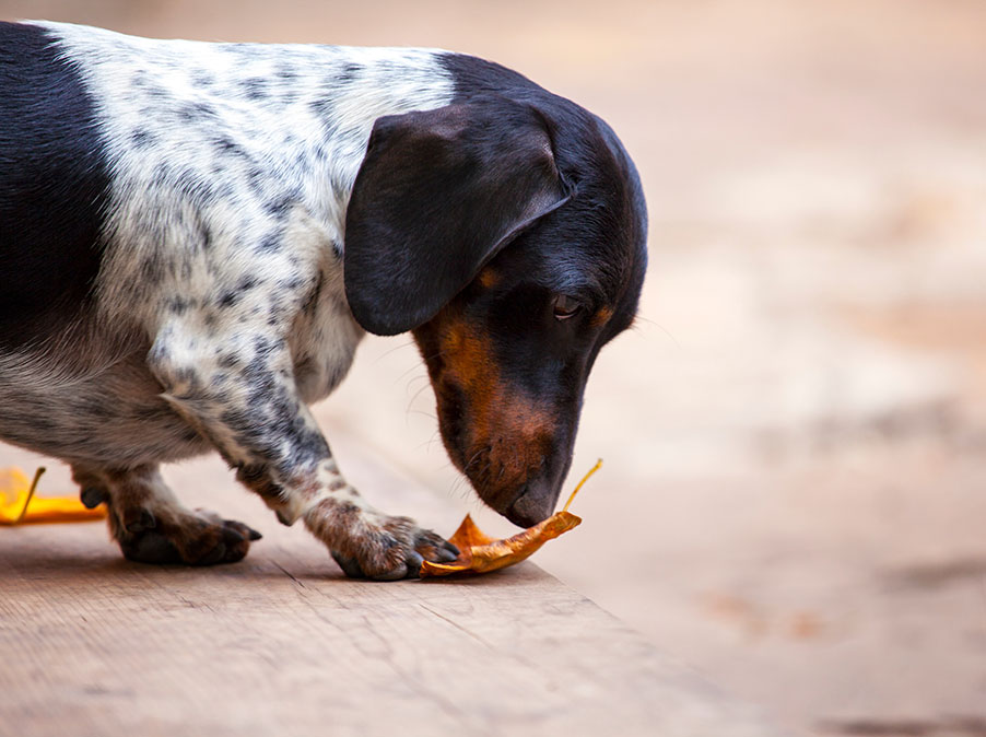 Cani: i benefici fisici, cognitivi e mentali delle attività olfattive