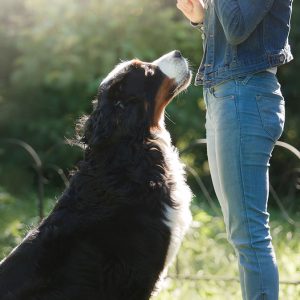 Cani: la responsabilità dei proprietari e degli educatori
