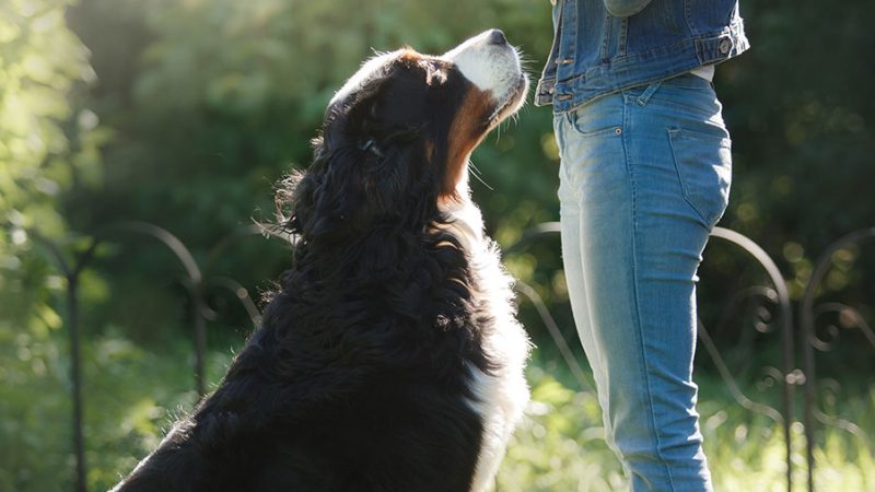 Cani: la responsabilità dei proprietari e degli educatori