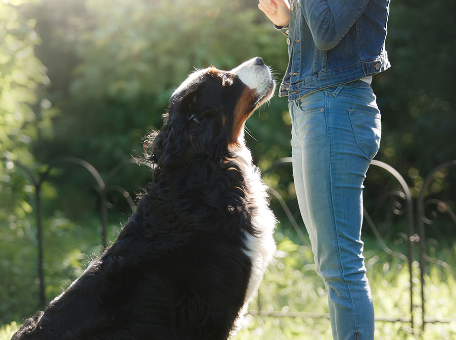 Cani: la responsabilità dei proprietari e degli educatori