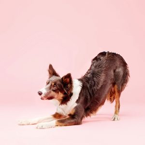 Il significato dell’inchino nella comunicazione dei Cani