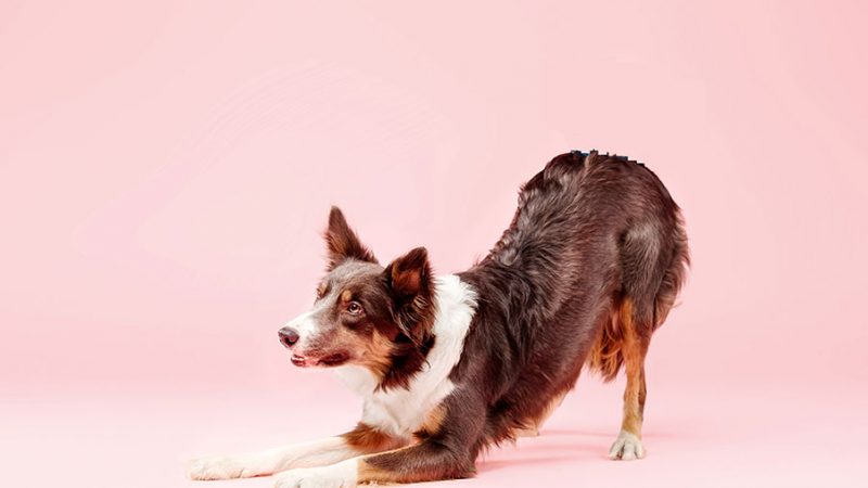 Il significato dell’inchino nella comunicazione dei Cani