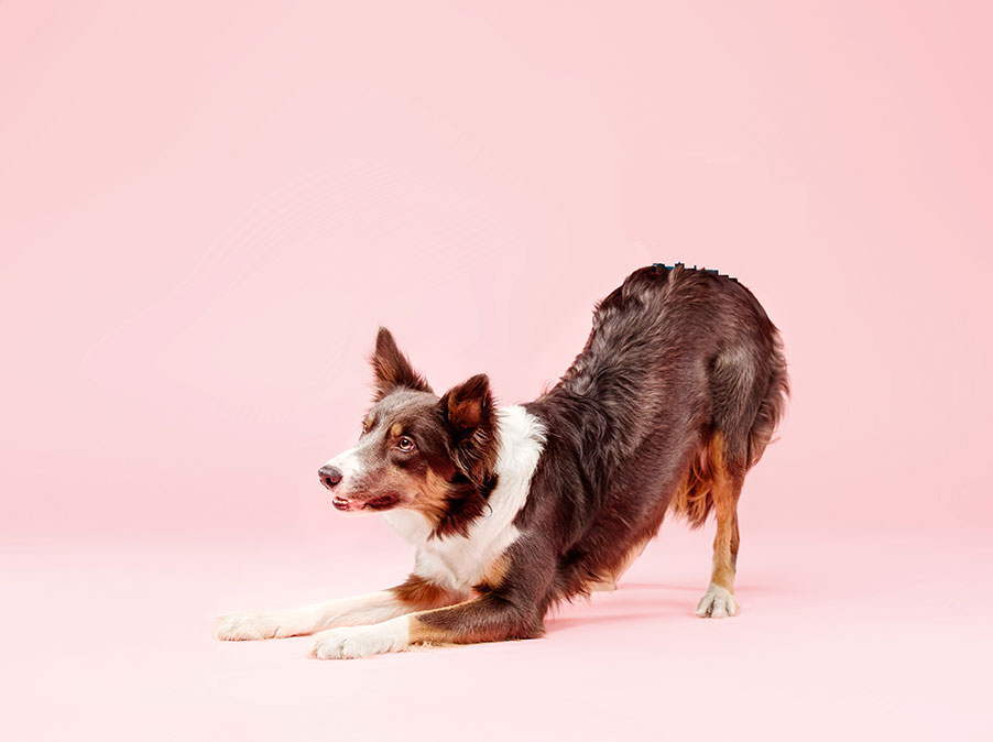 Il significato dell’inchino nella comunicazione dei Cani