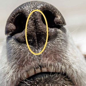 Lo straordinario olfatto dei Cani