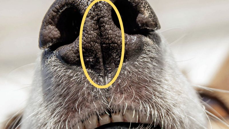 Lo straordinario olfatto dei Cani