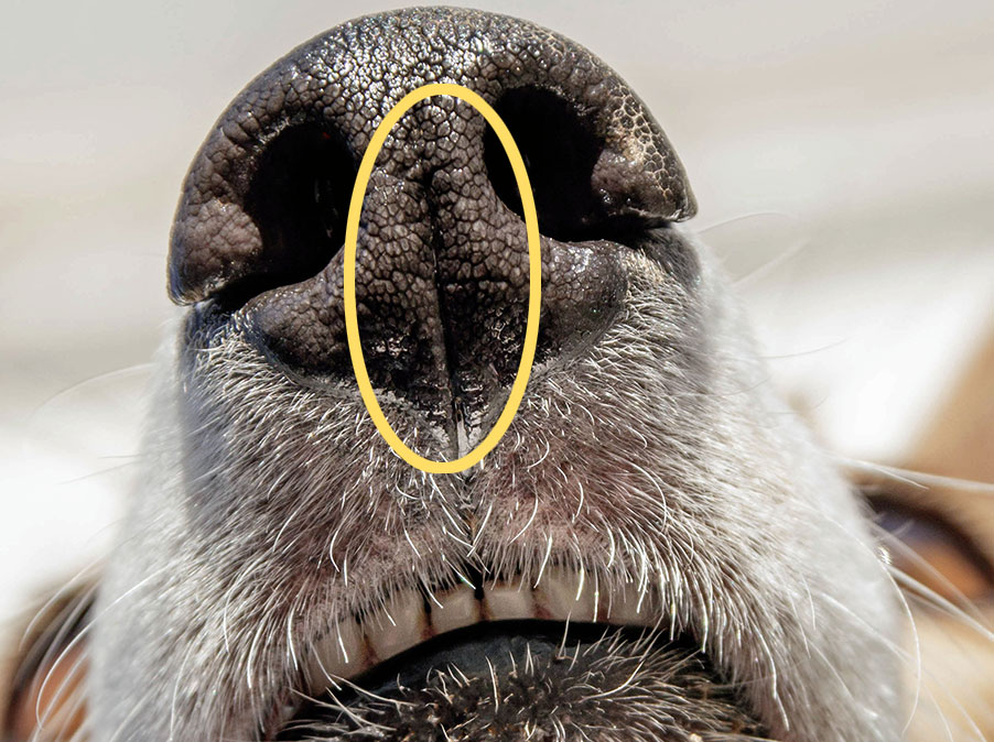 Lo straordinario olfatto dei Cani