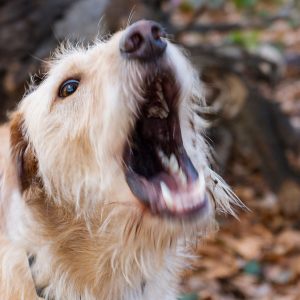 Cani: quando la paura diventa un problema