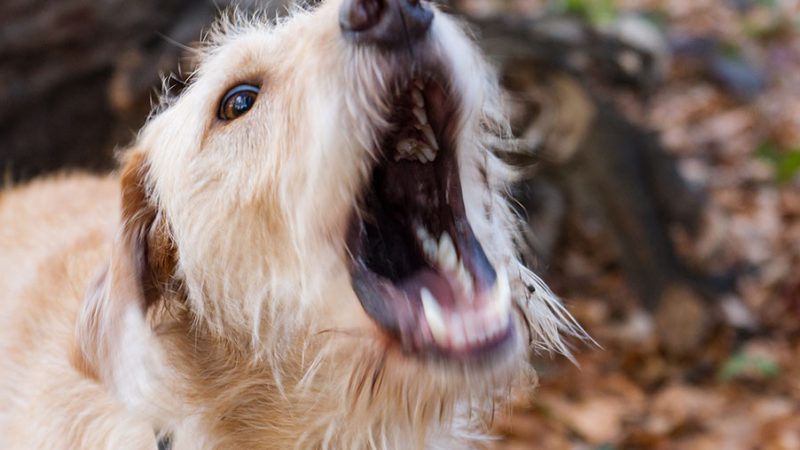 Cani: quando la paura diventa un problema