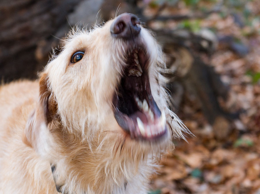 Cani: quando la paura diventa un problema