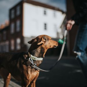 La reattività nel Cane: riconoscerla e gestirla