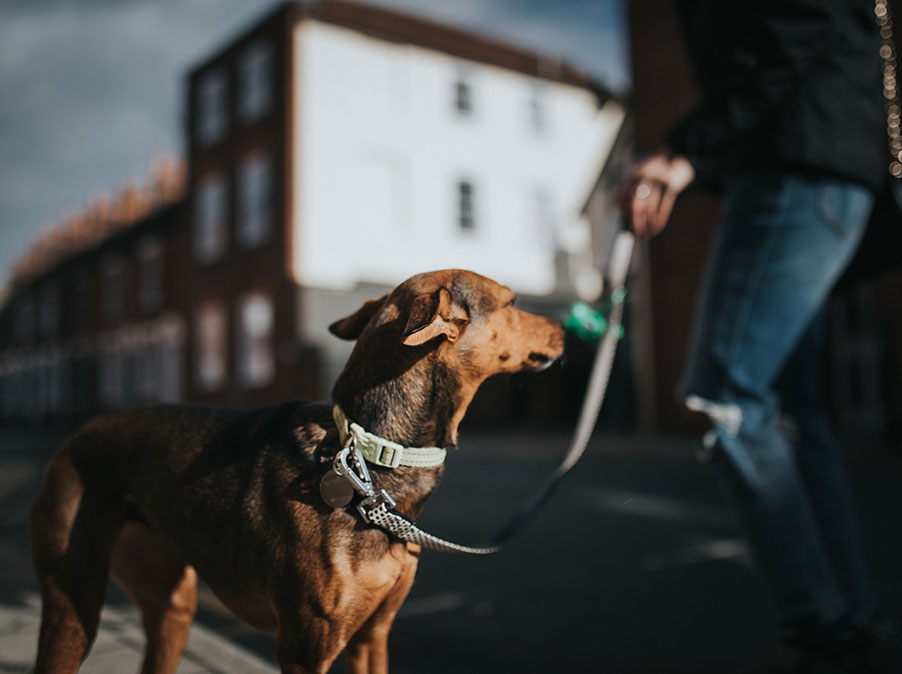 La reattività nel Cane: riconoscerla e gestirla