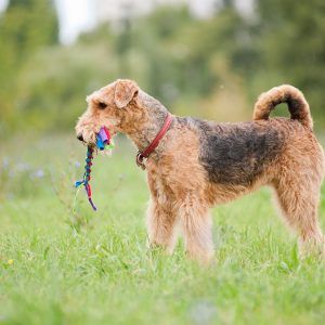 Cani: I premi sono molto più di un rinforzo