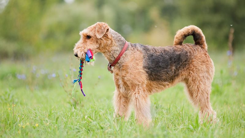 Cani: I premi sono molto più di un rinforzo