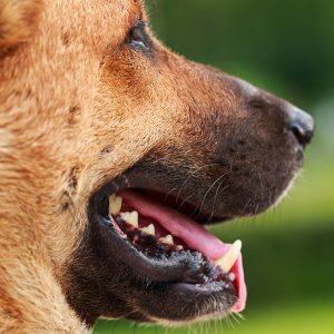 Quando la reazione del Cane è di sopravvivenza