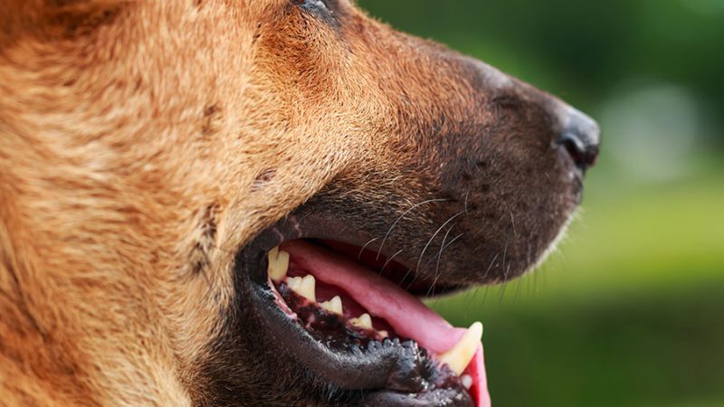 Quando la reazione del Cane è di sopravvivenza