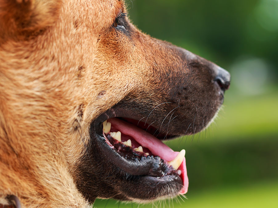 Quando la reazione del Cane è di sopravvivenza